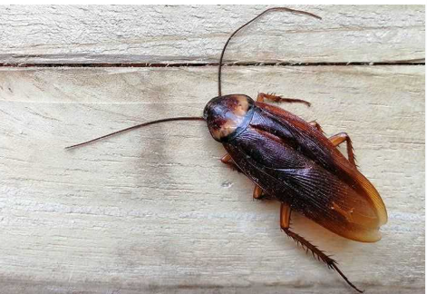 Pest Infestations