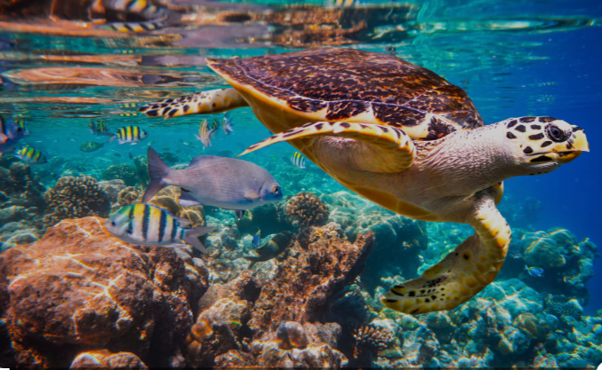 Maldives Diving Adventures